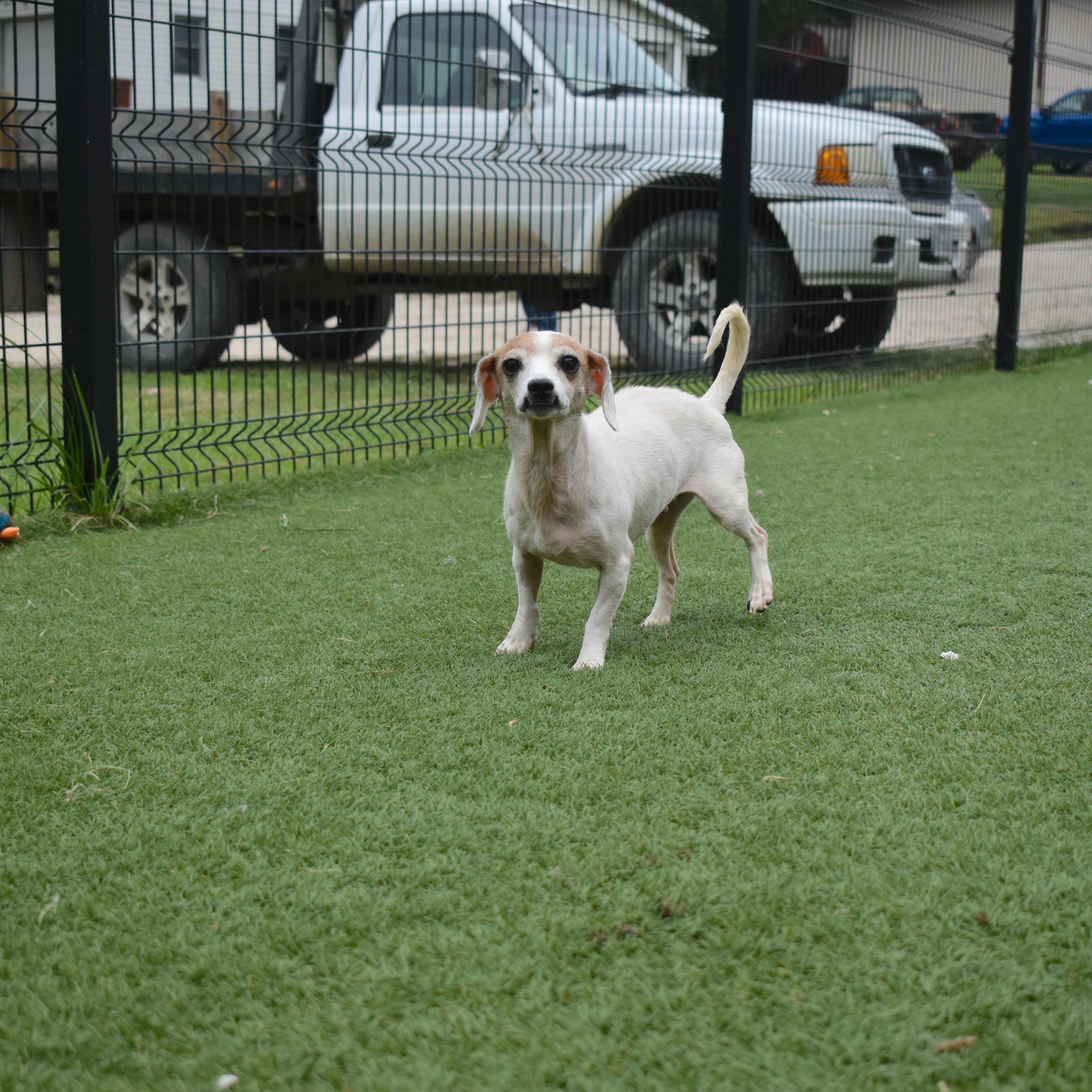 Enlarge Sagebug, a Adopted Chihuahua in Auburn, NE image 3/5