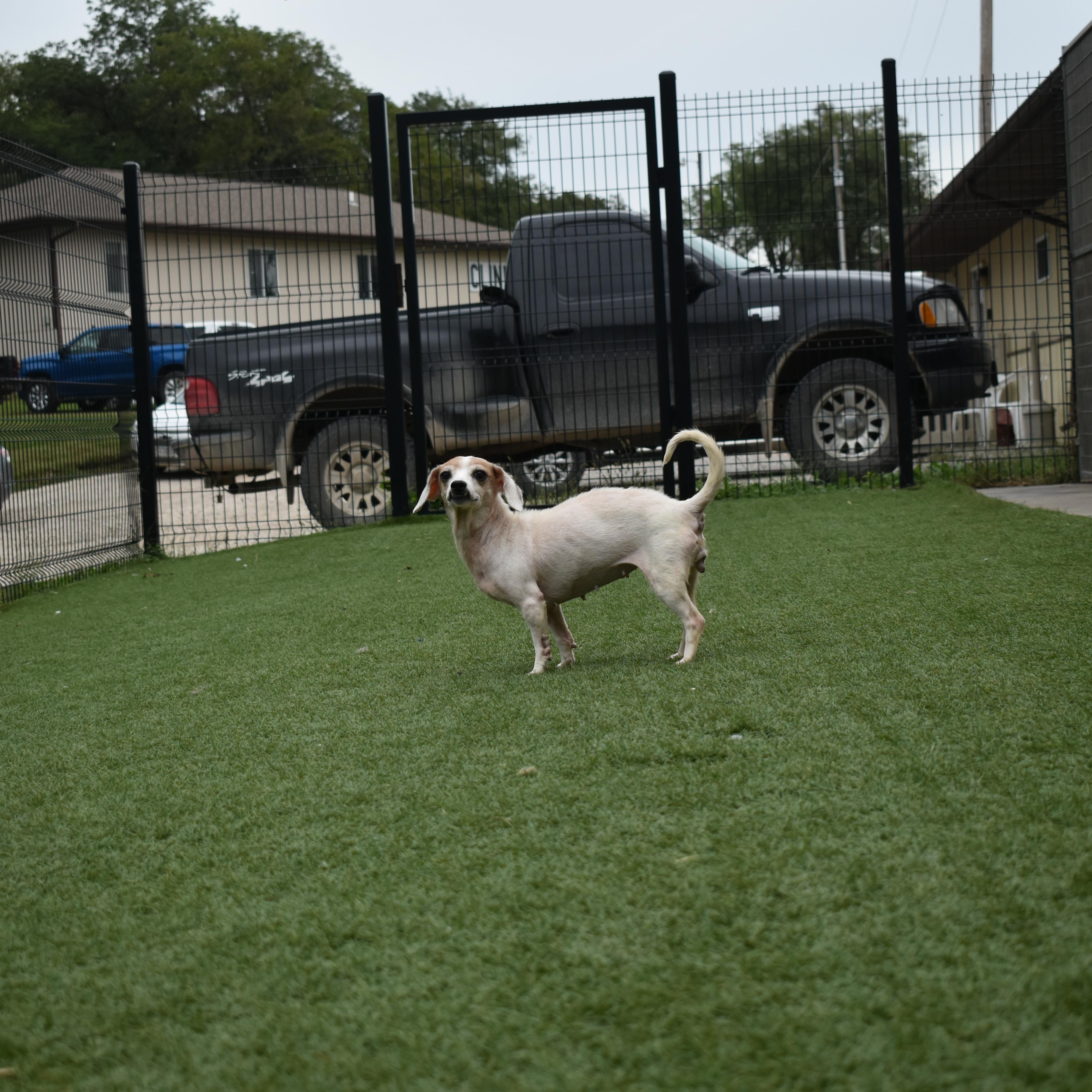 Enlarge Sagebug, a Adopted Chihuahua in Auburn, NE image 5/5
