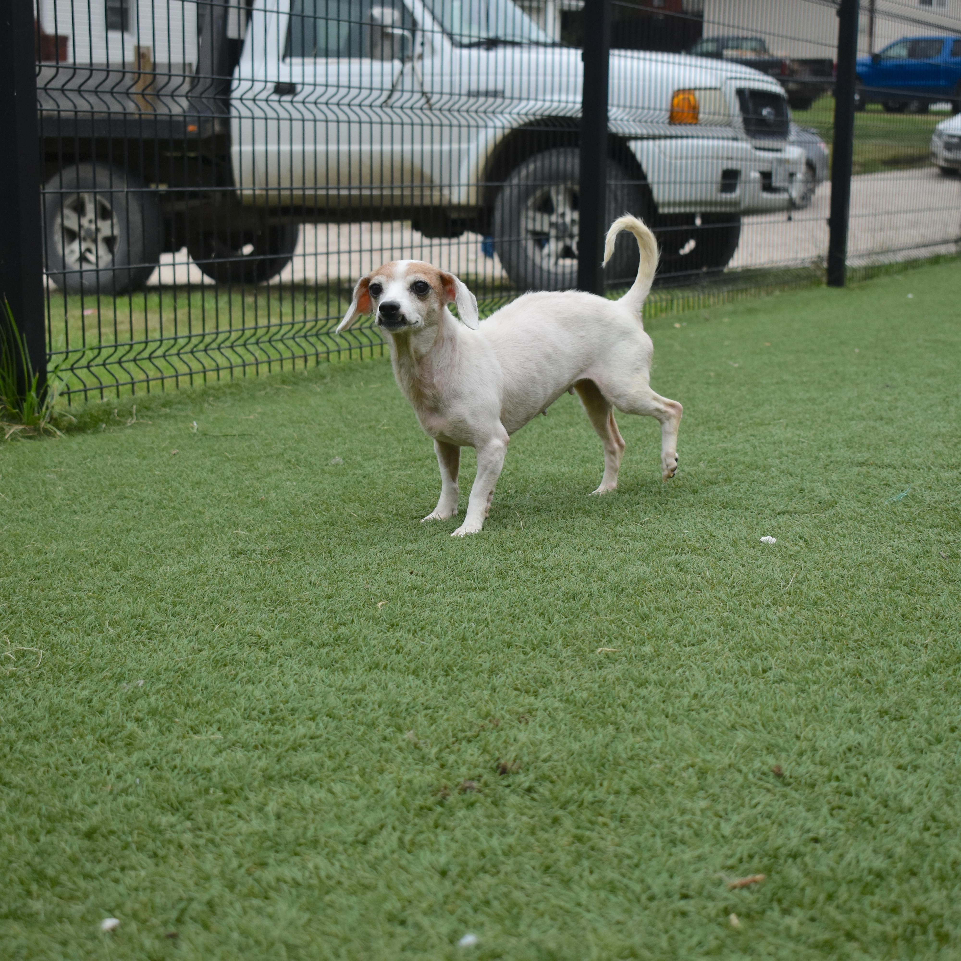 Enlarge Sagebug, a Adopted Chihuahua in Auburn, NE image 2/5