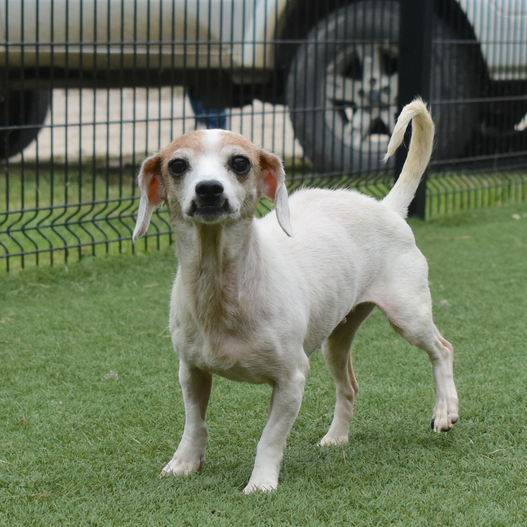 Enlarge Sagebug, a Adopted Chihuahua in Auburn, NE image 1/5