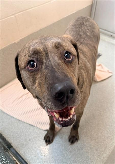ZUCCHINI, Adoptable, Adult Male Cane Corso.