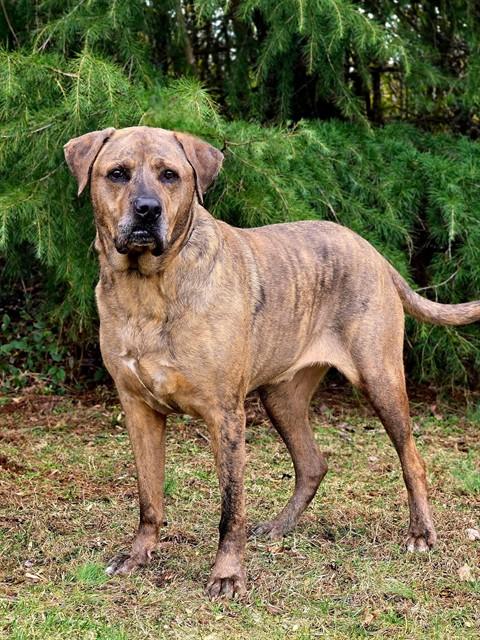 Enlarge ZUCCHINI, a Adoptable Cane Corso in Statesville, NC image 1/1