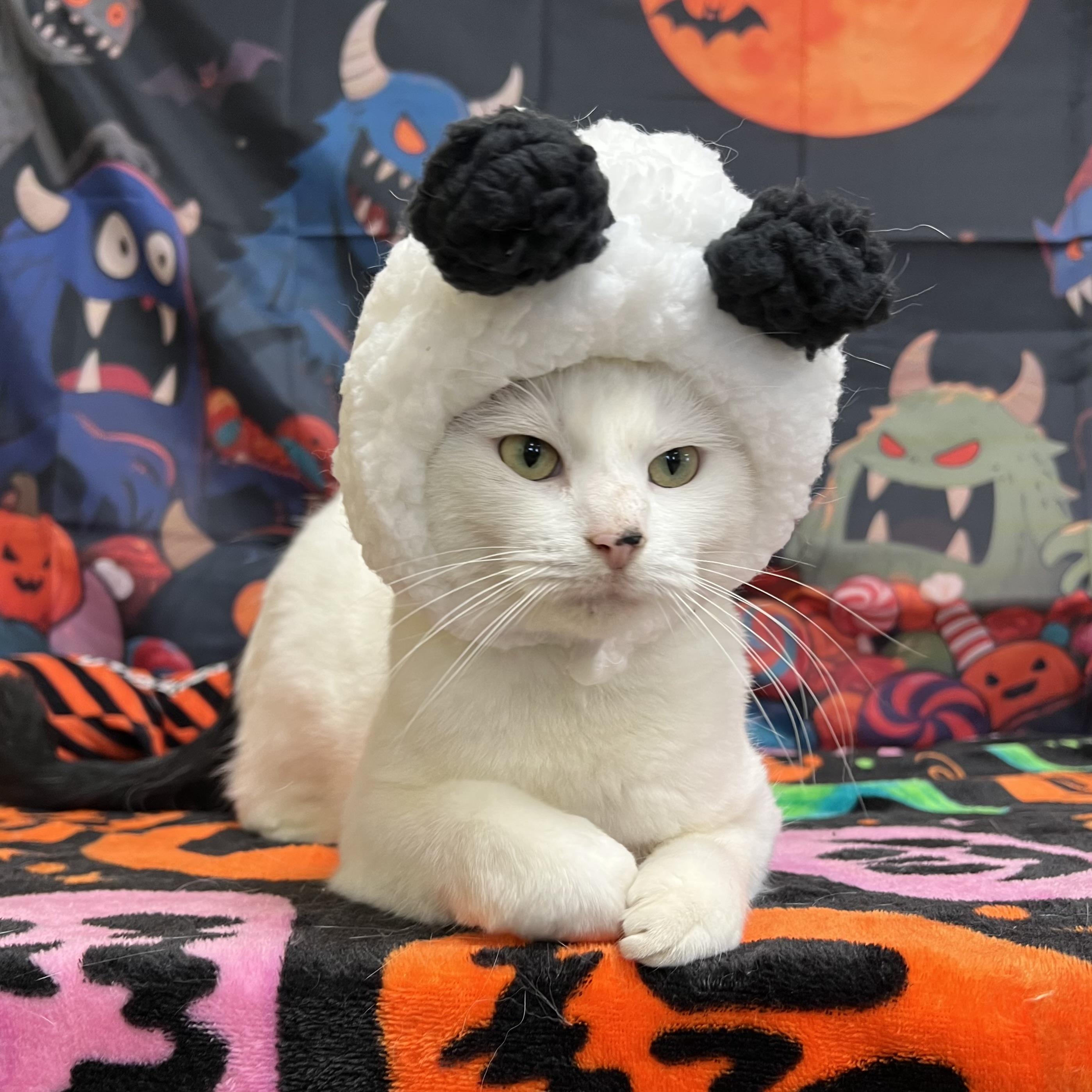 Enlarge Snoopy, a Adoptable Domestic Short Hair in Fairmont, MN image 2/6