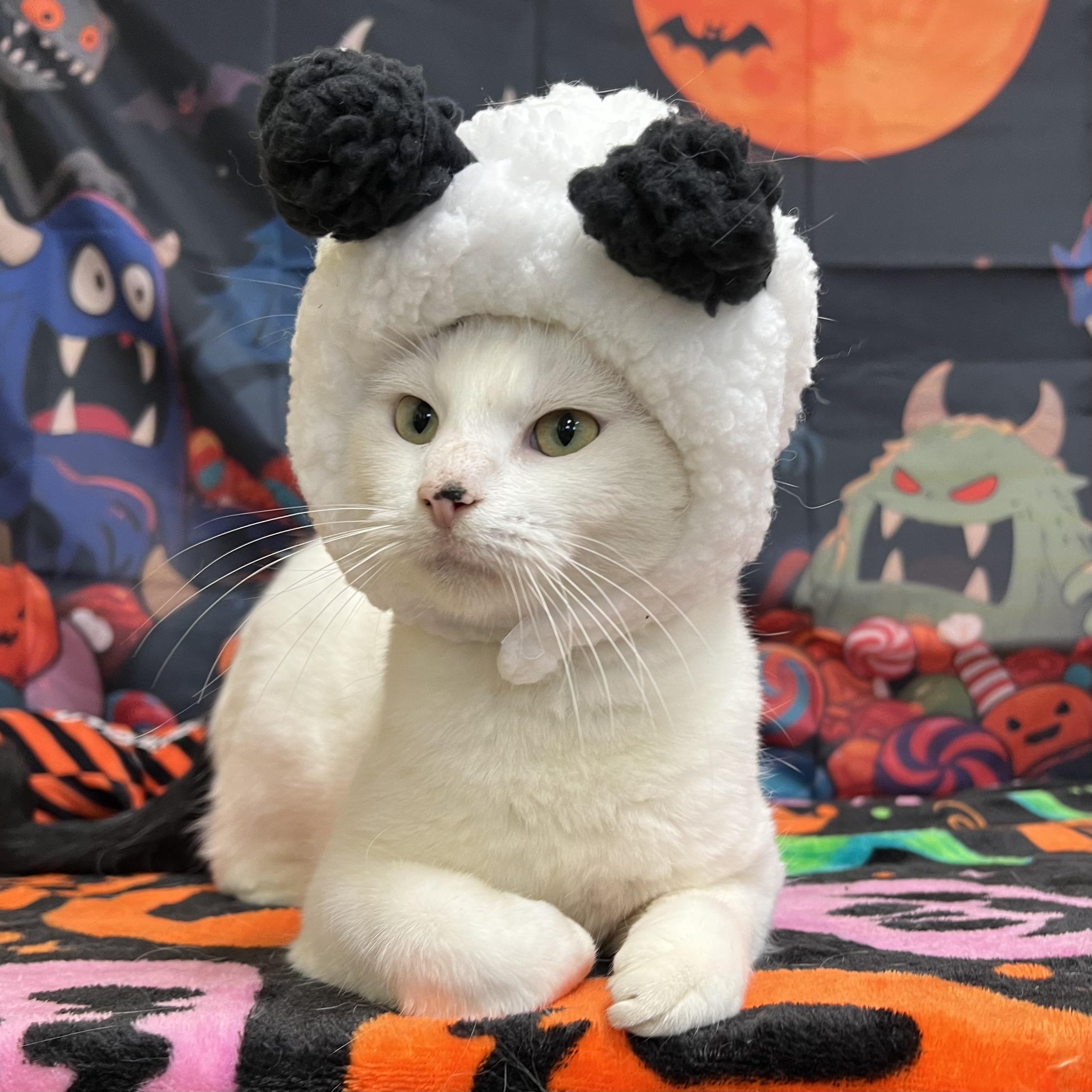 Enlarge Snoopy, a Adoptable Domestic Short Hair in Fairmont, MN image 5/6