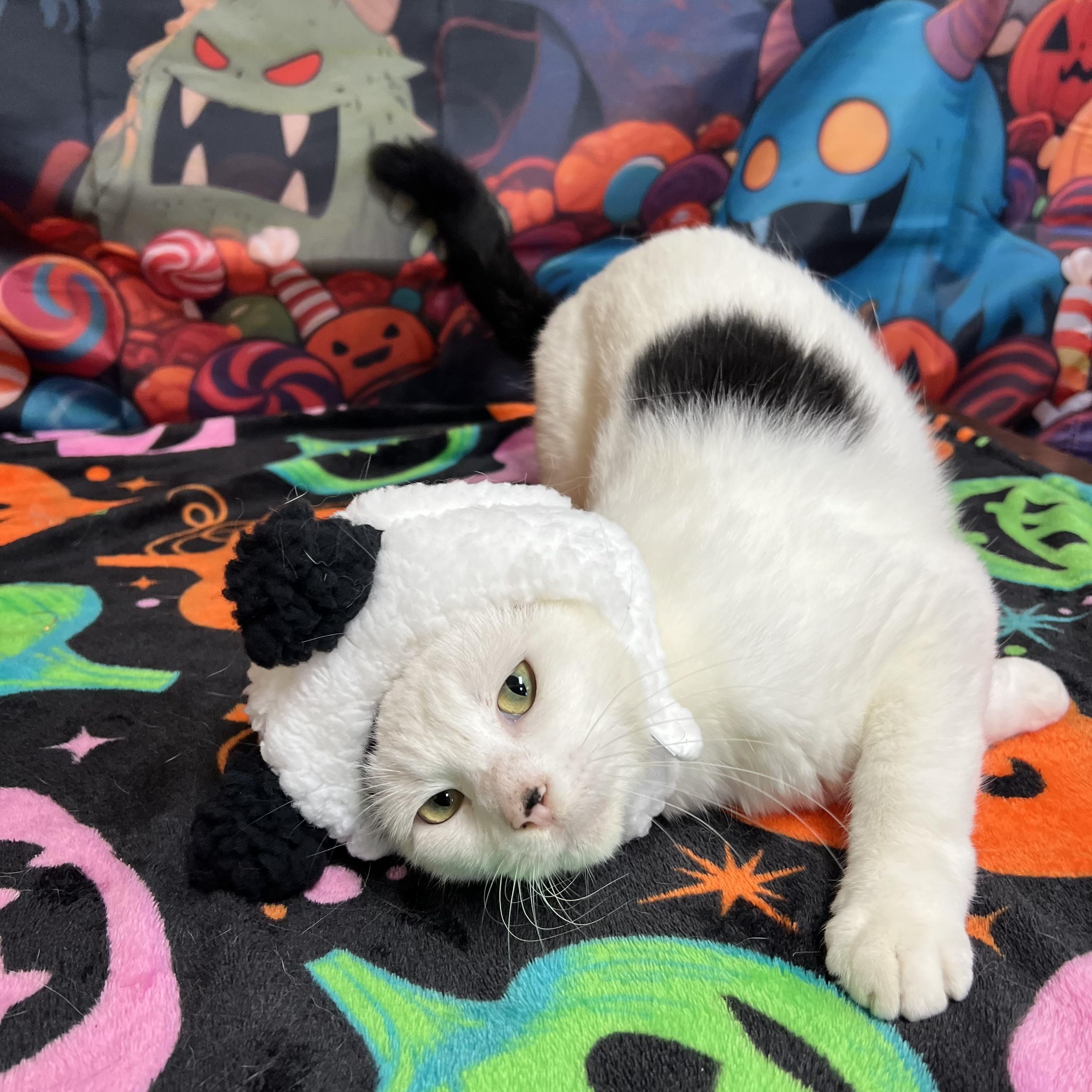 Enlarge Snoopy, a Adoptable Domestic Short Hair in Fairmont, MN image 4/6