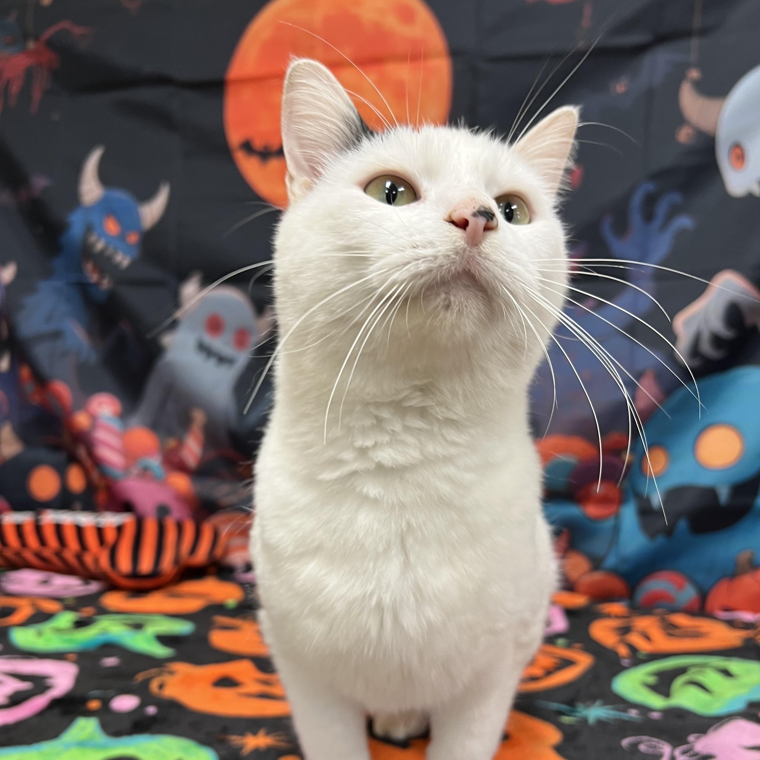 Enlarge Snoopy, a Adoptable Domestic Short Hair in Fairmont, MN image 3/6