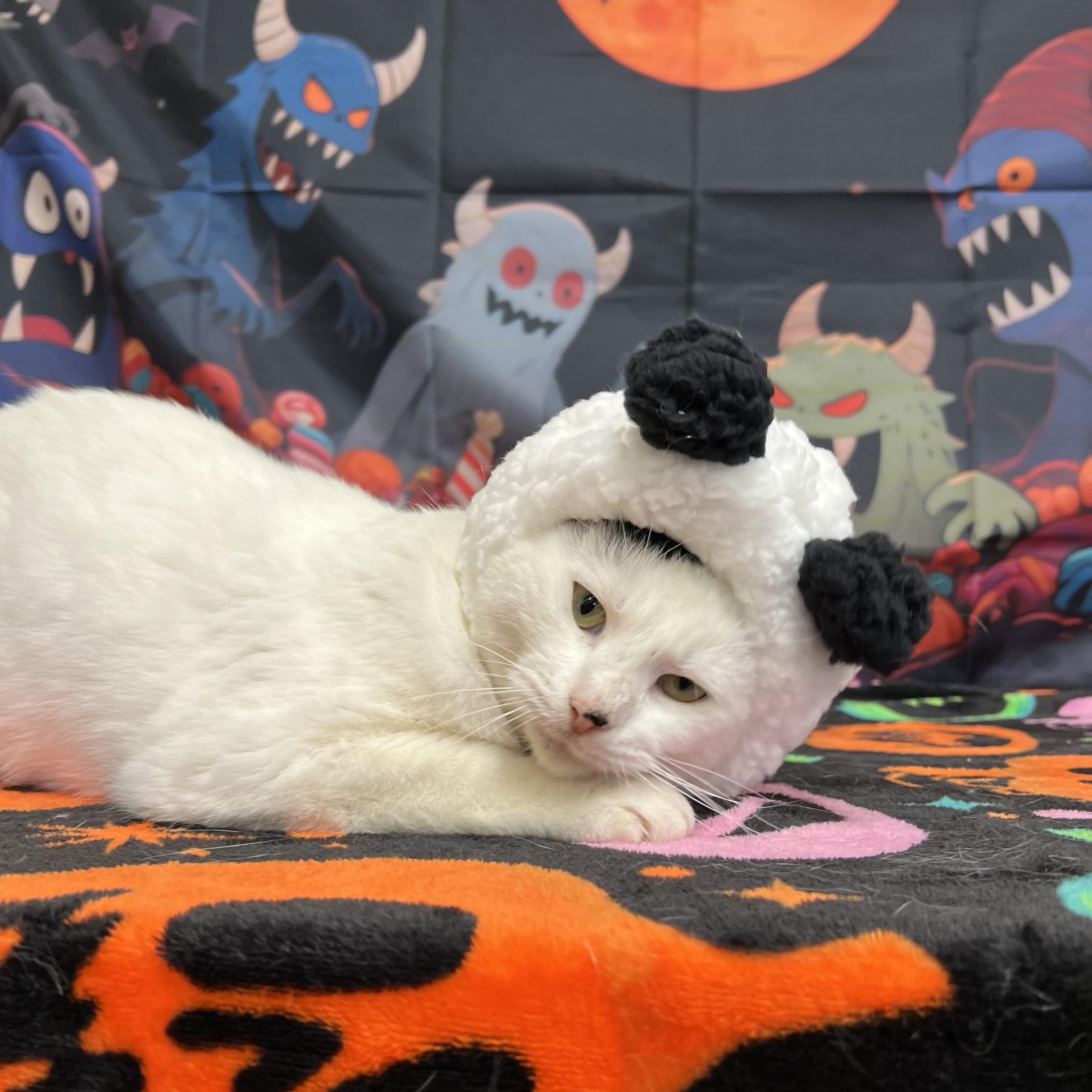 Snoopy, Adoptable, Young Male Domestic Short Hair.