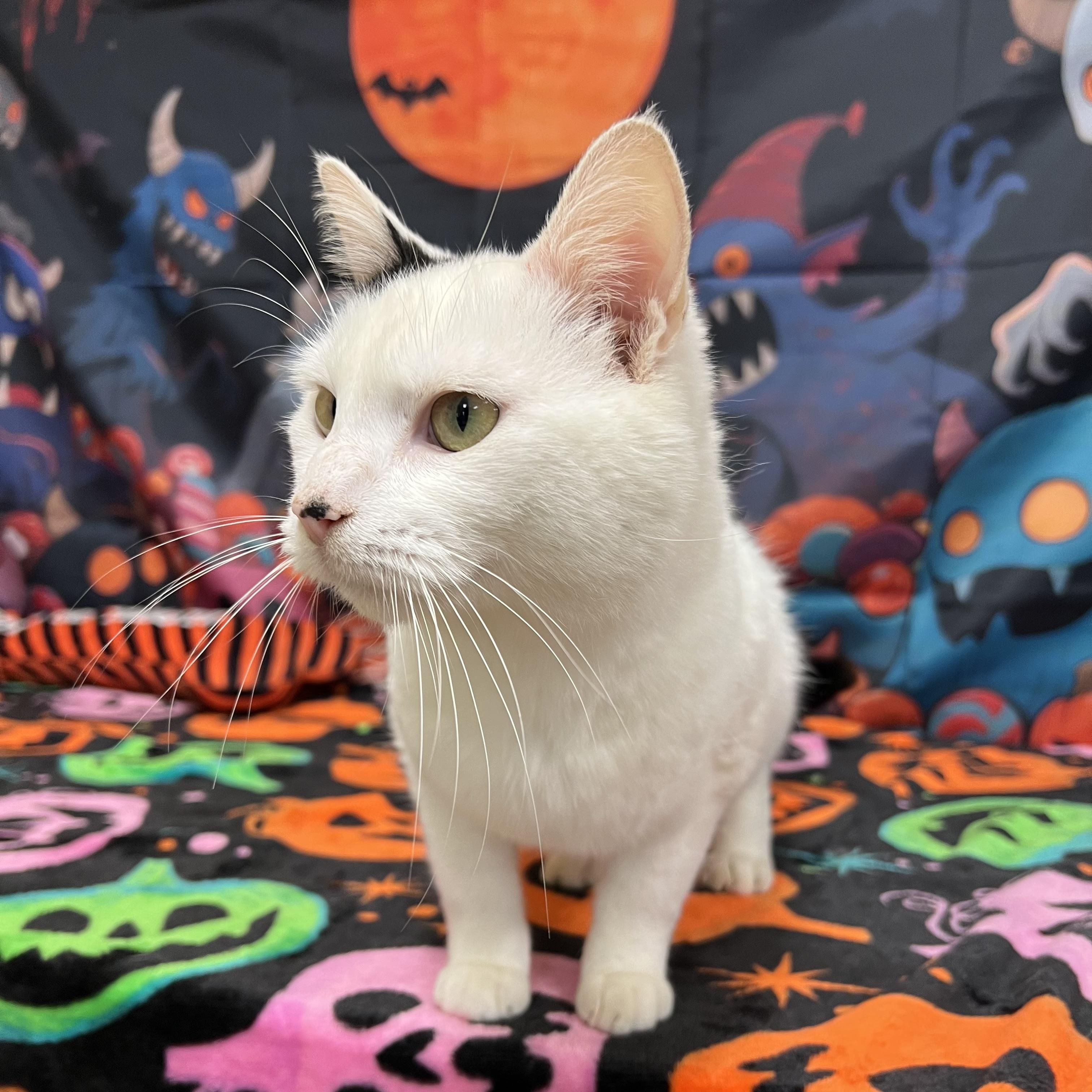 Enlarge Snoopy, a Adoptable Domestic Short Hair in Fairmont, MN image 6/6