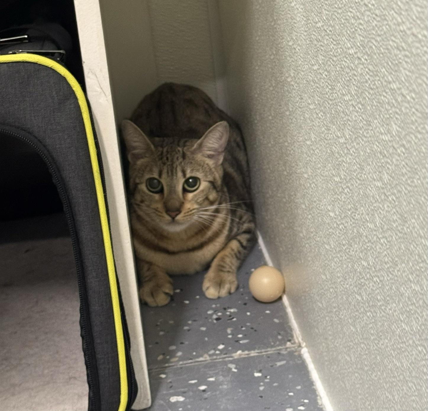 Enlarge Dixie, an adoptable Savannah in Wayland, MI image 1/1