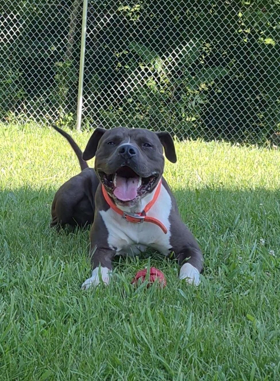 Shel, Adoptable, Young Male American Staffordshire Terrier.