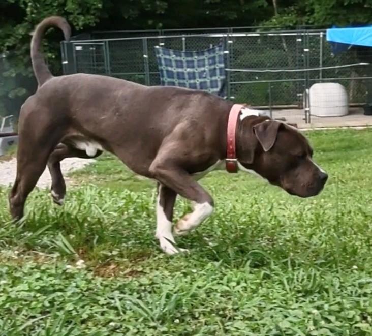 Shel, a Adoptable American Staffordshire Terrier in Clay City, KY image 3/6