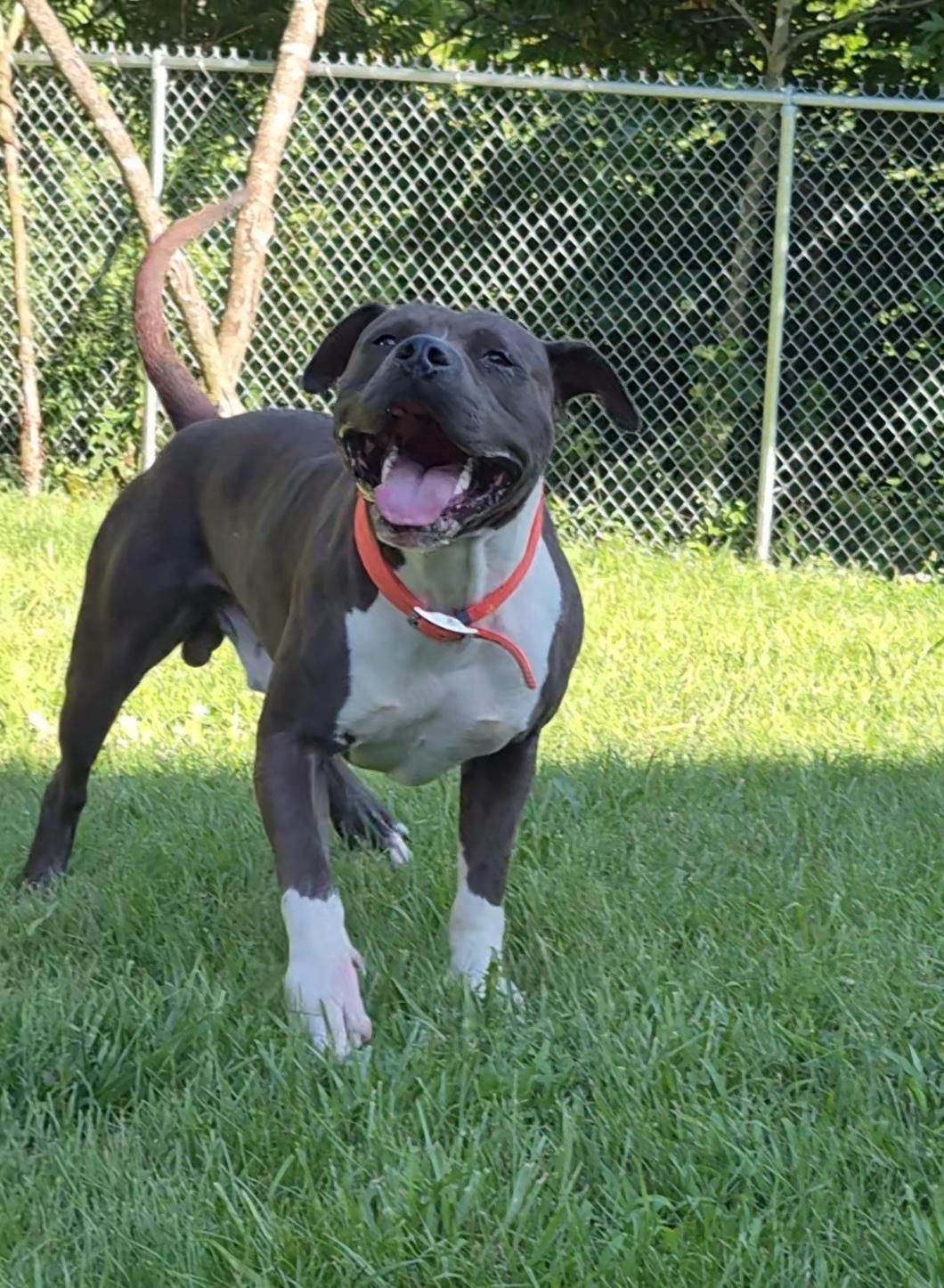 Shel, a Adoptable American Staffordshire Terrier in Clay City, KY image 4/6