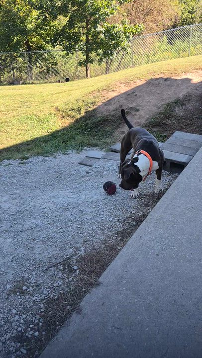 Enlarge Shel, a Adoptable American Staffordshire Terrier in Clay City, KY video 5/6