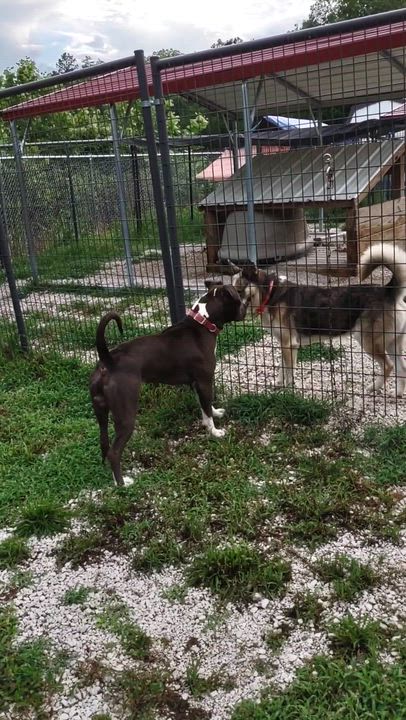 Enlarge Shel, a Adoptable American Staffordshire Terrier in Clay City, KY video 5/6