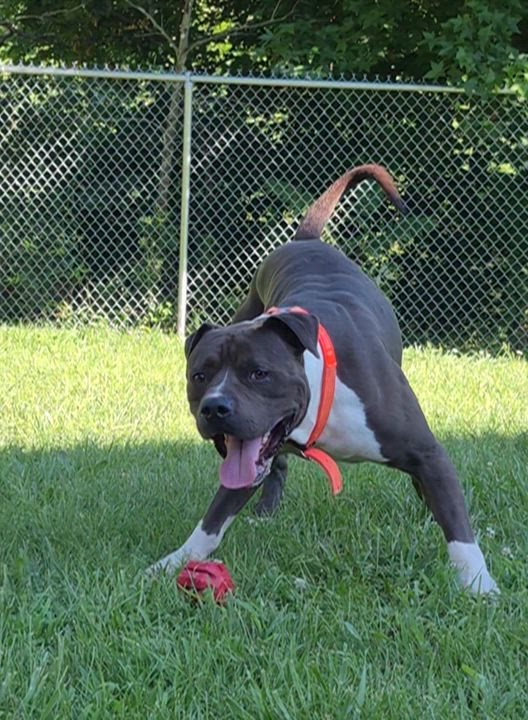 Enlarge Shel, a Adoptable American Staffordshire Terrier in Clay City, KY video 6/6
