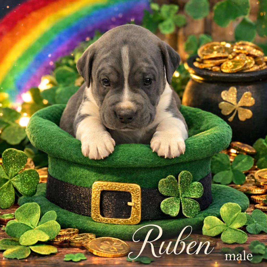 Ruben, ADOPTABLE, Puppy Male Chocolate Labrador Retriever.
