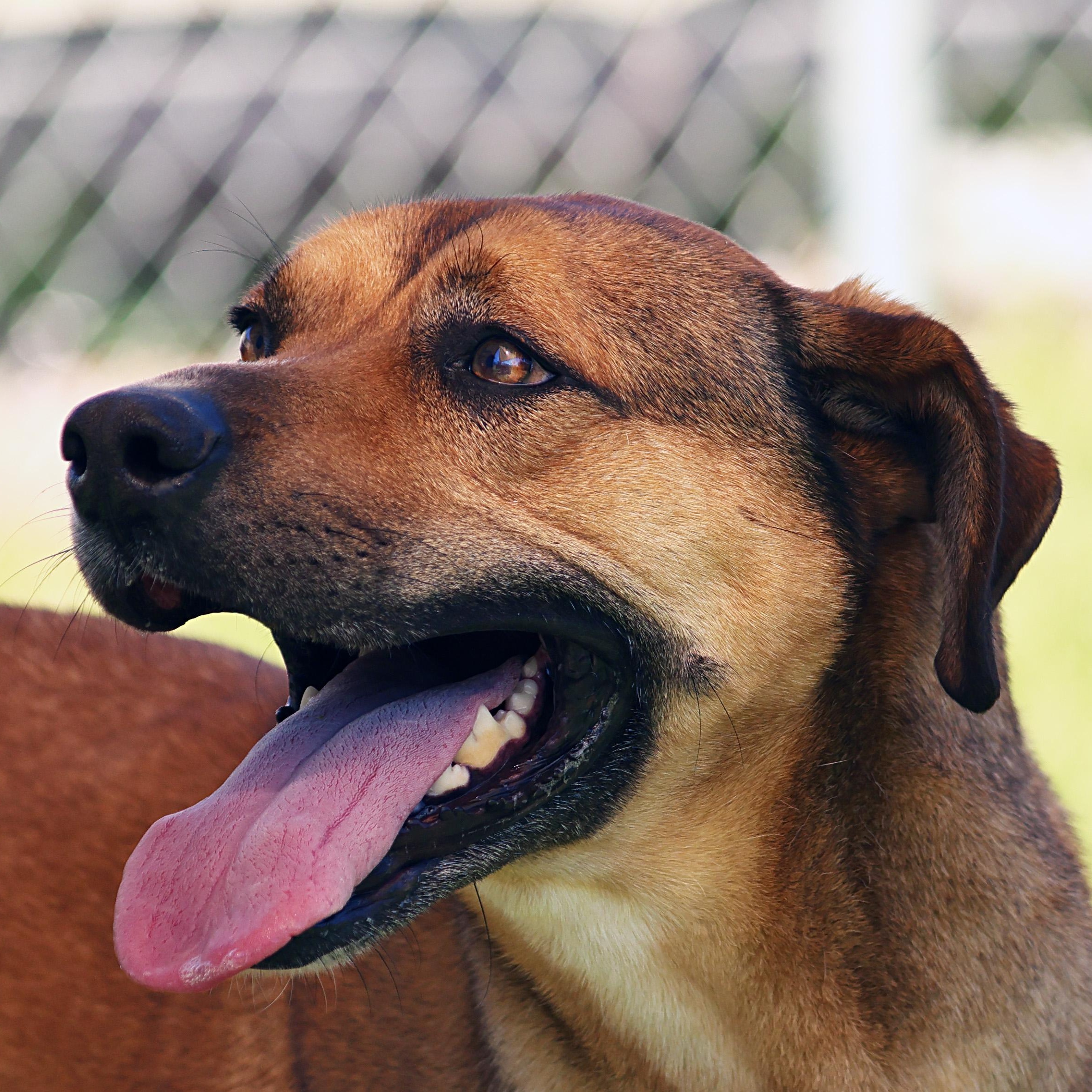 Enlarge Dutton, a Adoptable mixed breed in Hot Springs, AR image 1/2