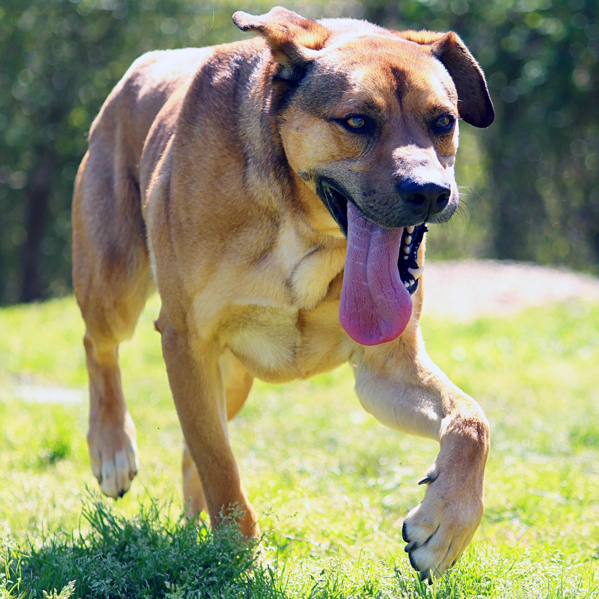 Enlarge Dutton, a Adoptable mixed breed in Hot Springs, AR image 2/2