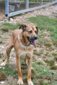 Dutton, Adoptable, Young Male Hound & Labrador Retriever.