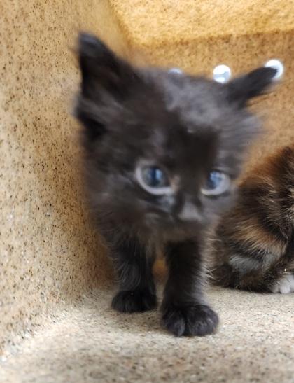 Enlarge Hollyleaf, a Adoptable mixed breed in Gastonia, NC image 1/1