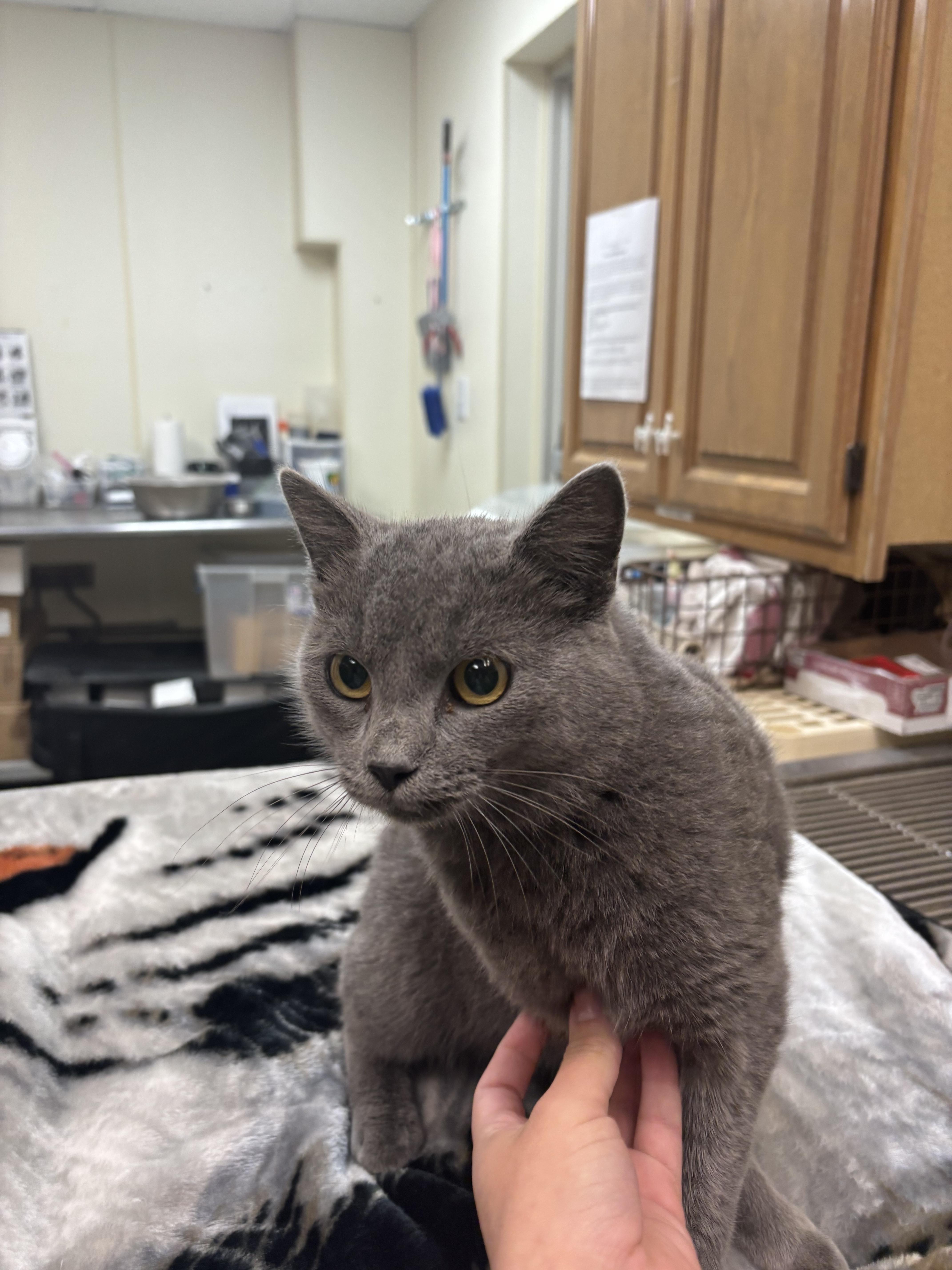 Enlarge Greyson, an adopted Domestic Short Hair in Harrisonville, MO image 1/1