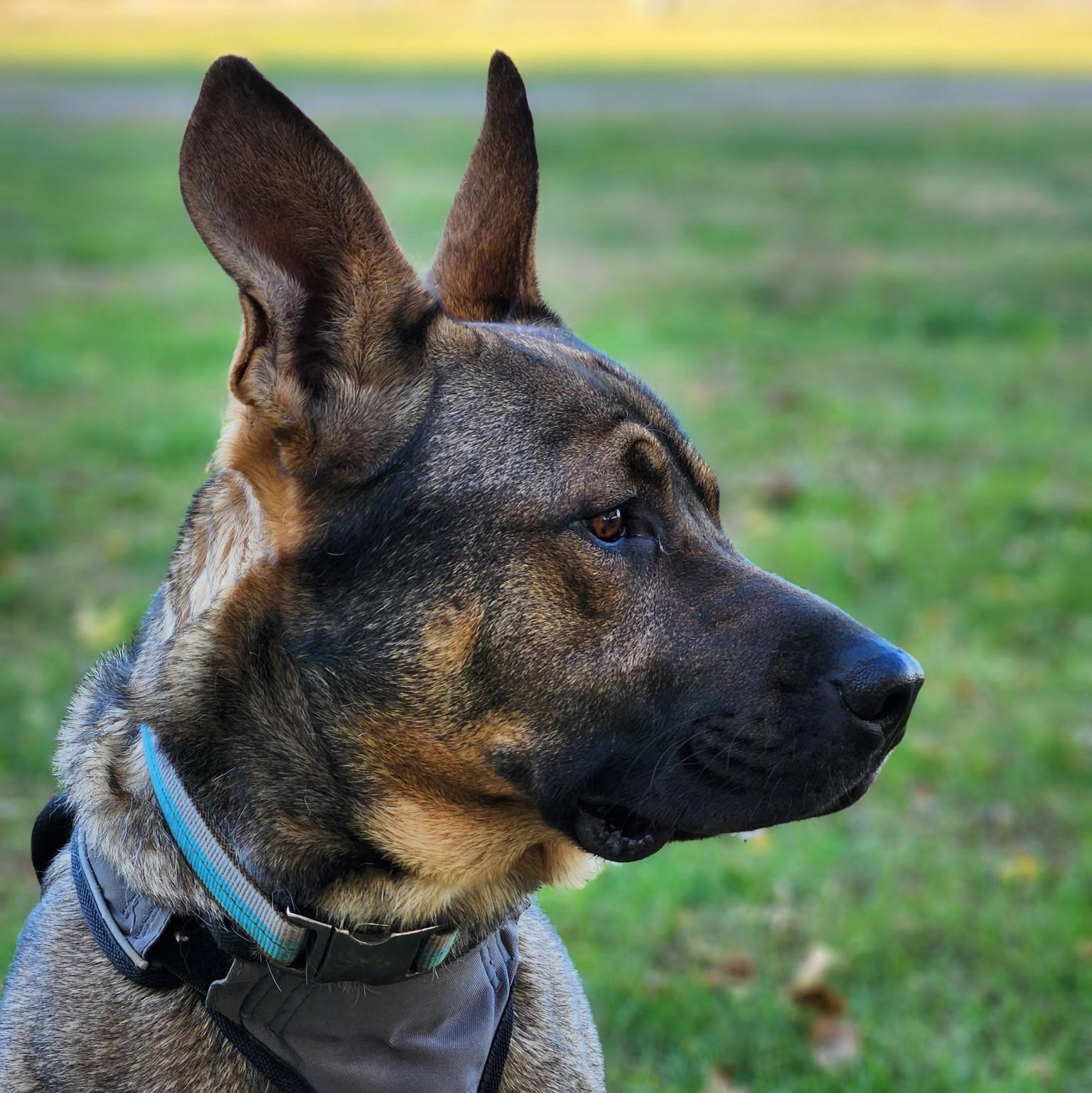 Enlarge Keys, a Adoptable Belgian Shepherd / Malinois in Fairmont, MN image 1/5