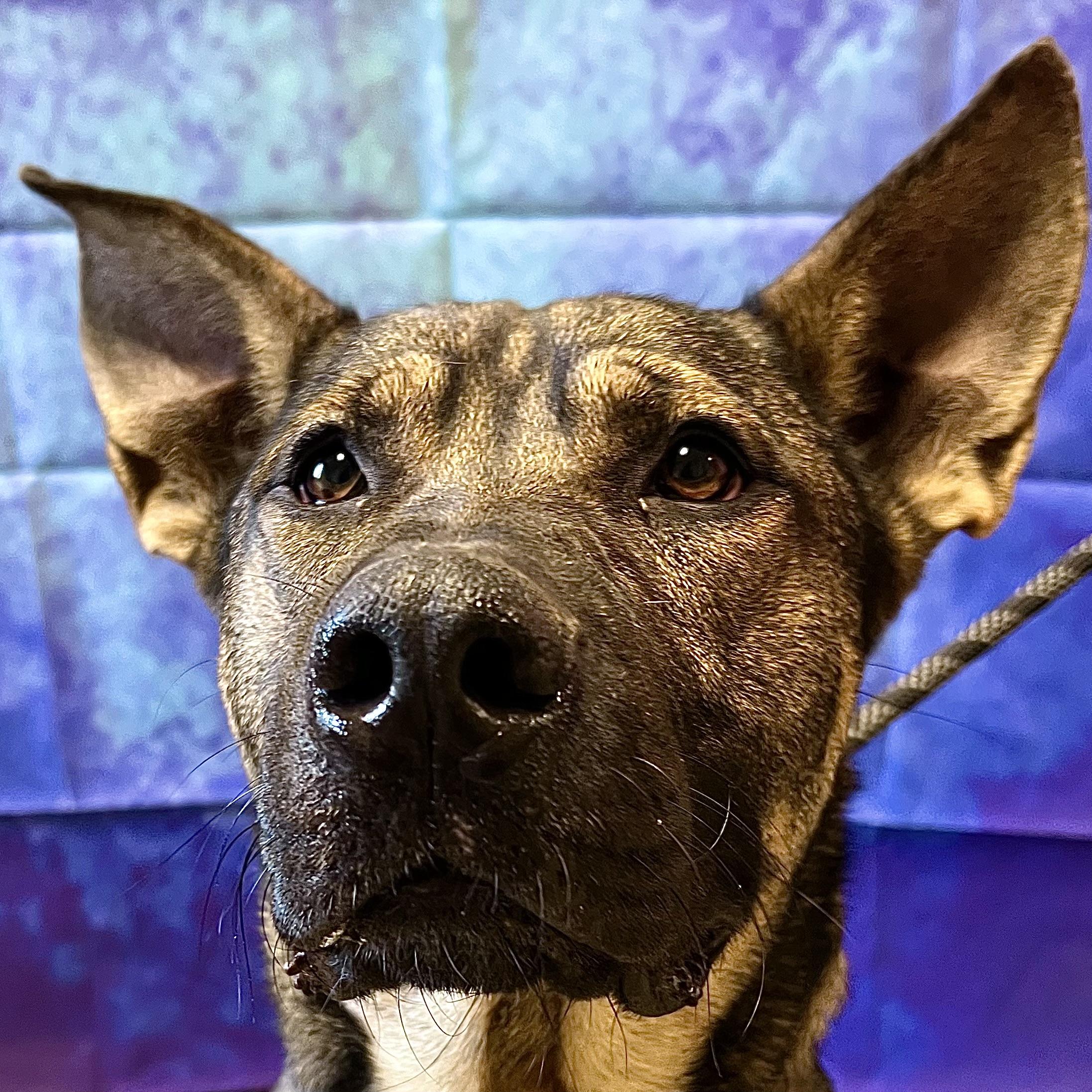 Enlarge Keys, a Adoptable Belgian Shepherd / Malinois in Fairmont, MN image 2/5
