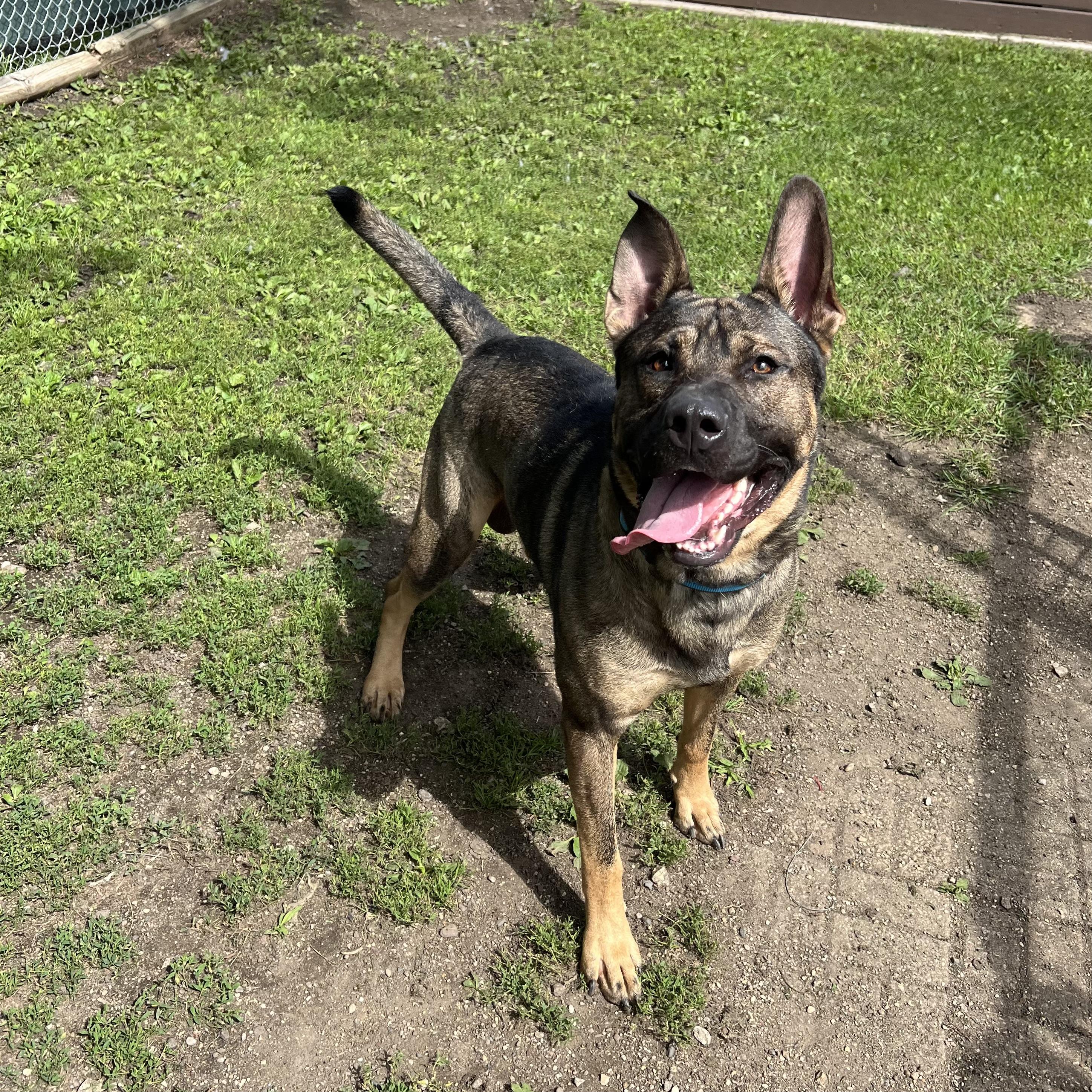 Enlarge Keys, a Adoptable Belgian Shepherd / Malinois in Fairmont, MN image 5/5