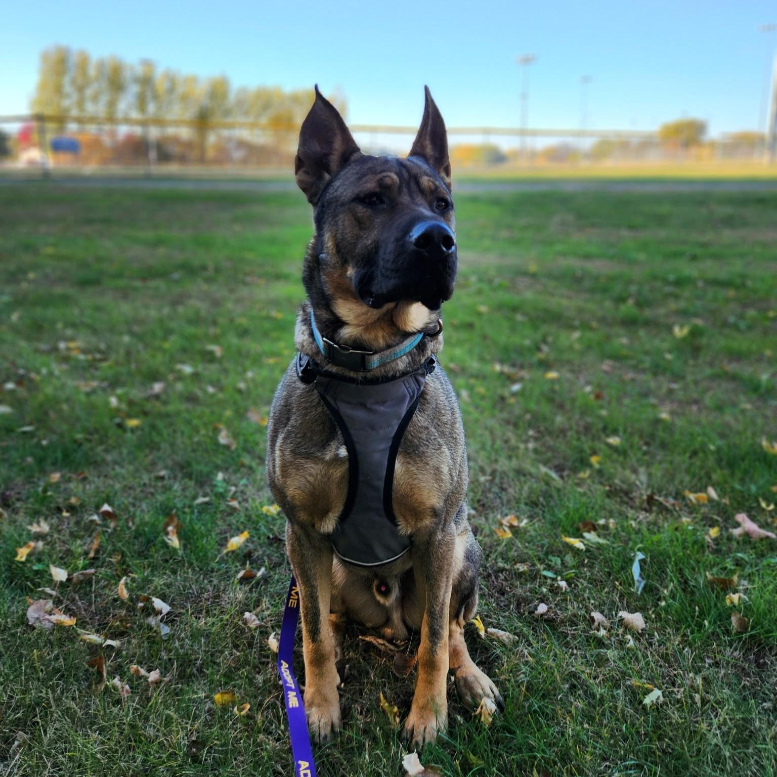 Enlarge Keys, a Adoptable Belgian Shepherd / Malinois in Fairmont, MN image 3/5