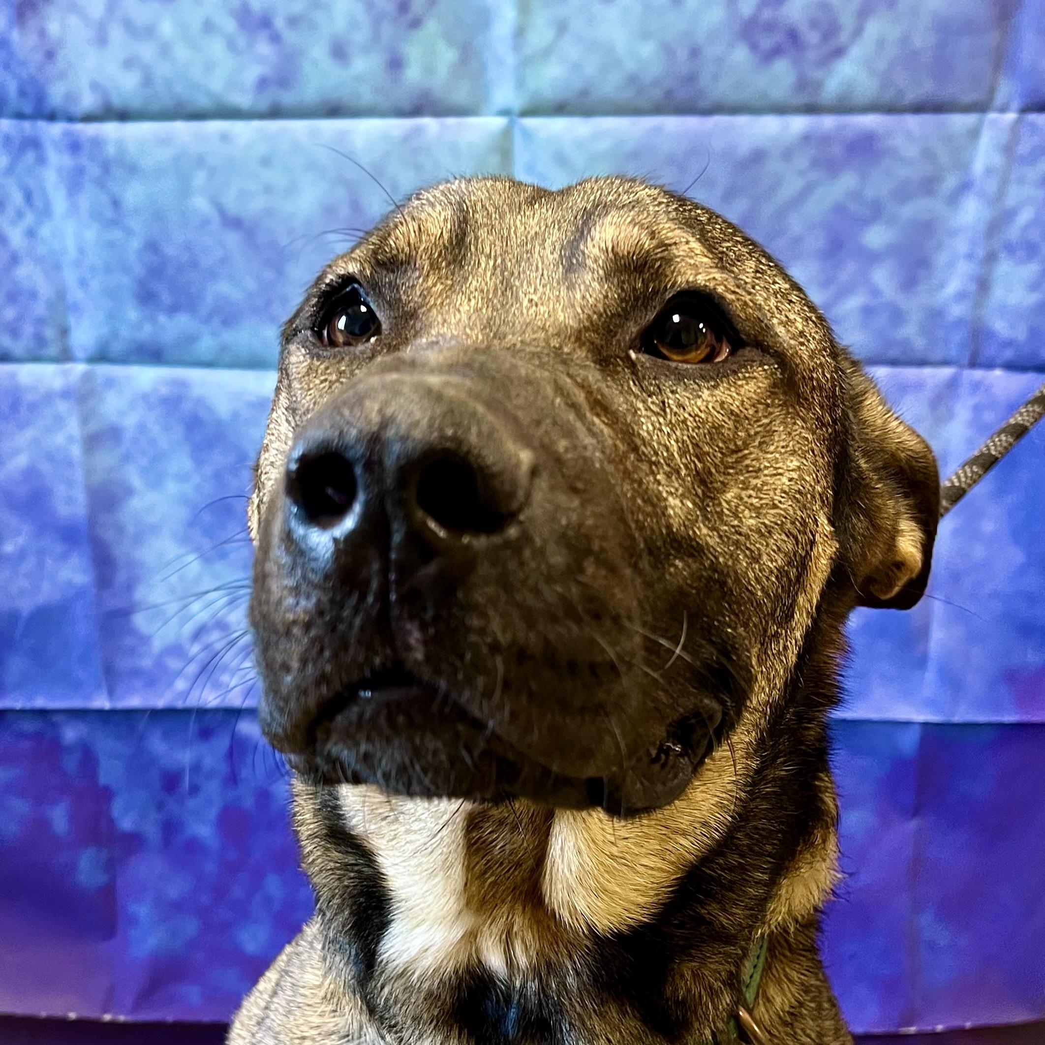 Enlarge Keys, a Adoptable Belgian Shepherd / Malinois in Fairmont, MN image 4/5