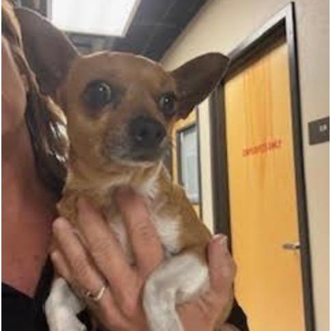 Enlarge Freddie, an adopted Chihuahua in Stagecoach, NV image 2/3
