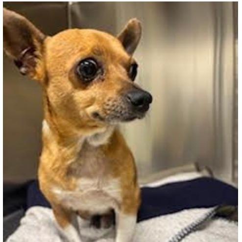 Enlarge Freddie, an adopted Chihuahua in Stagecoach, NV image 3/3