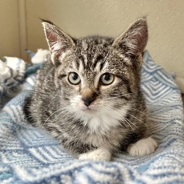 Enlarge Swill, a Adoptable mixed breed in Dublin, CA image 1/1