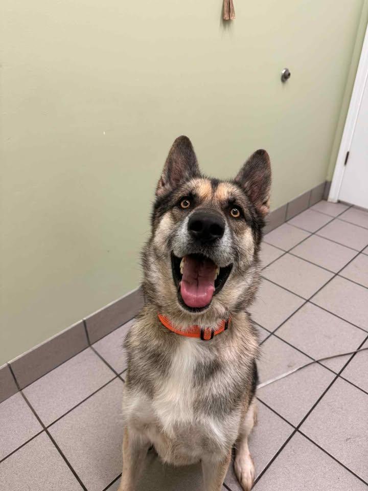 Scout, Adopted, Adult Male German Shepherd Dog & Husky.