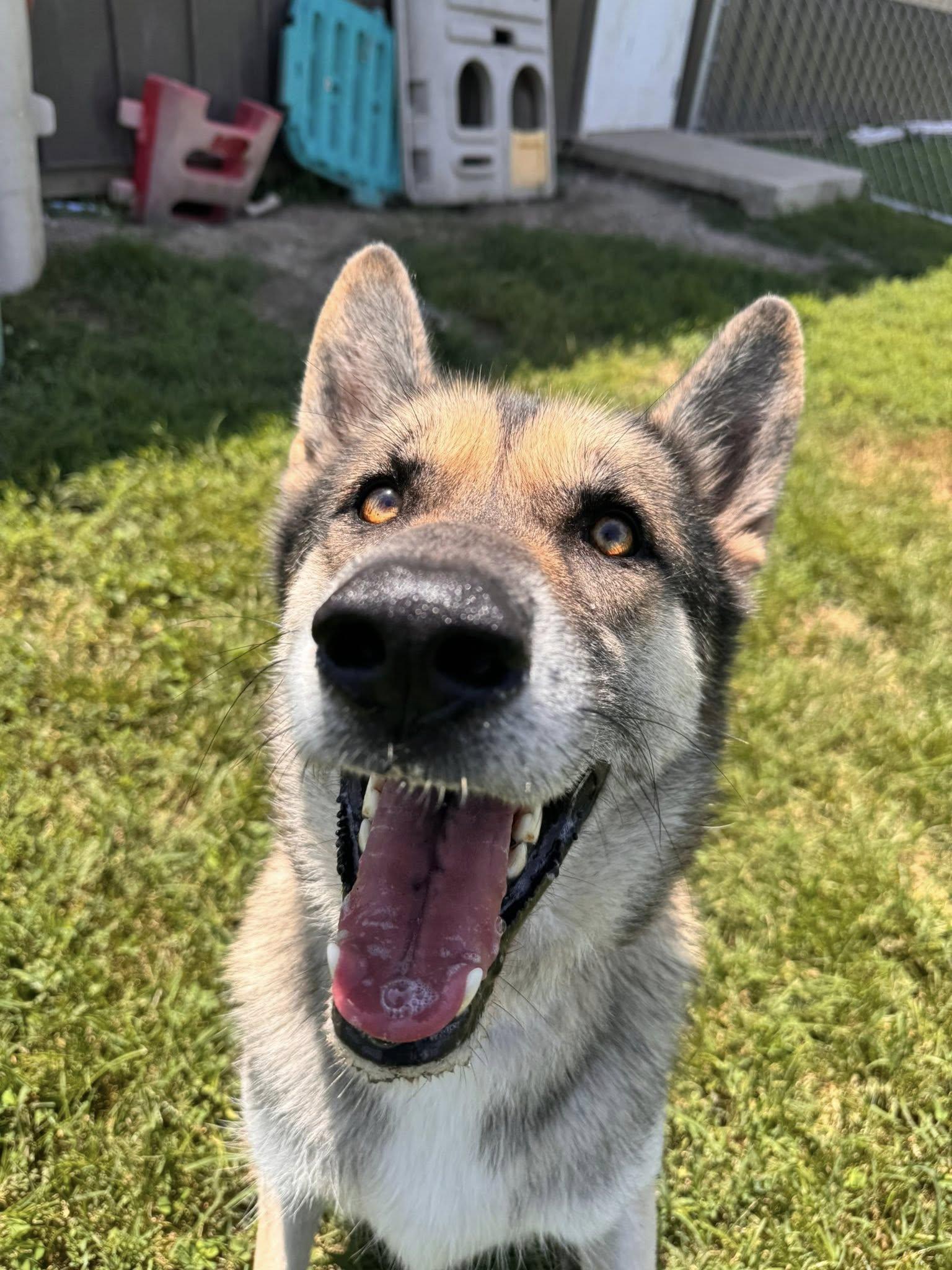 Scout, a Adopted mixed breed in Brownstown, IN image 2/4