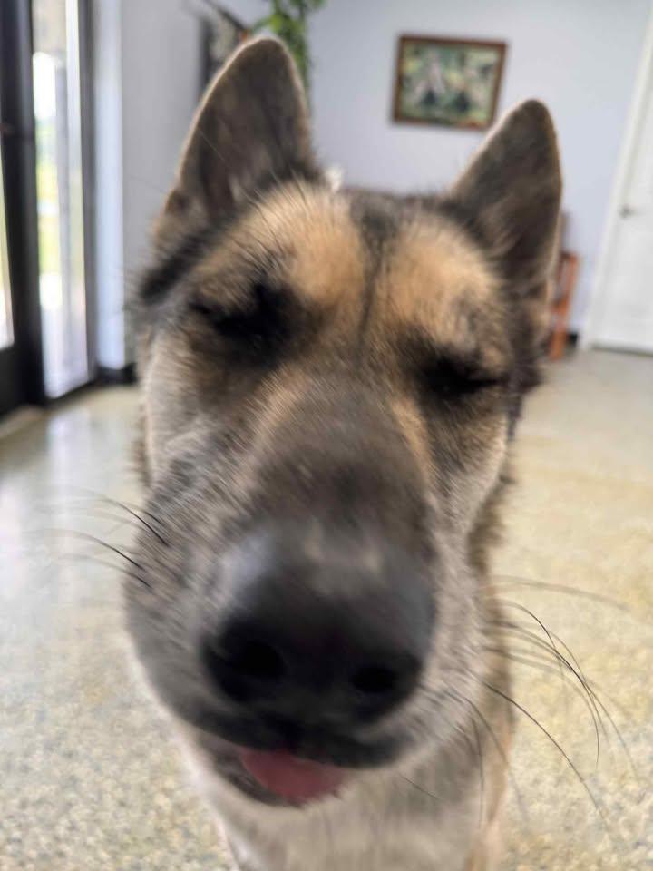 Scout, a Adopted mixed breed in Brownstown, IN image 3/4