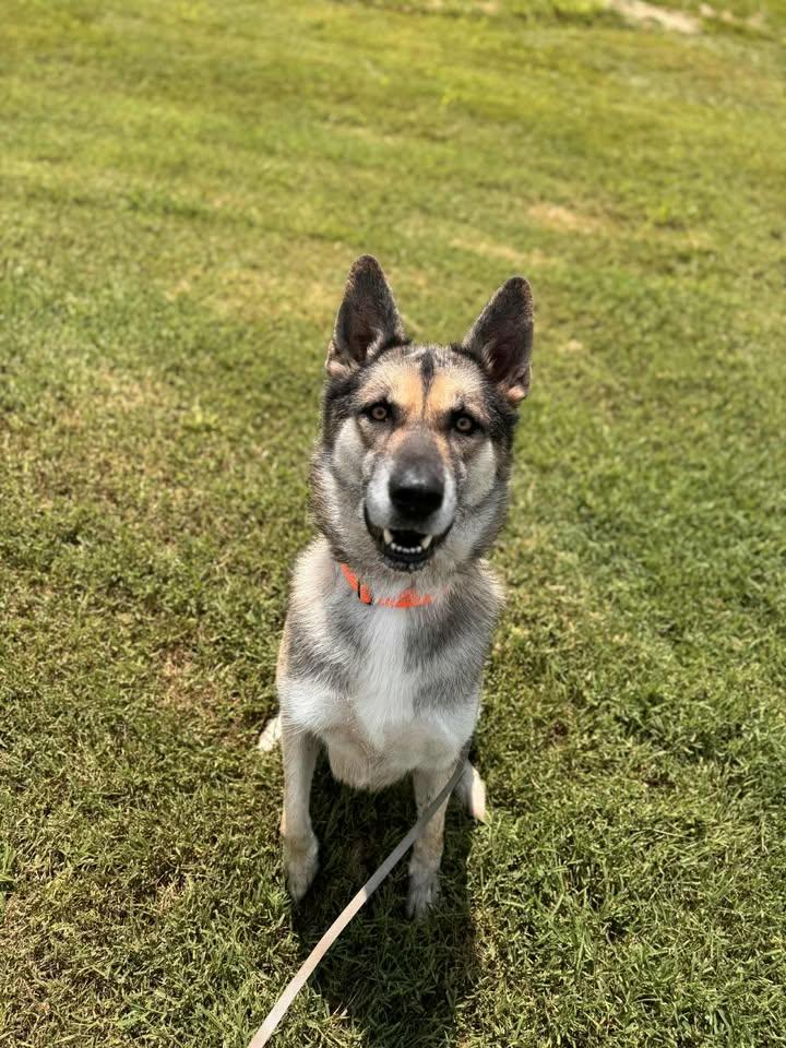 Scout, a Adopted mixed breed in Brownstown, IN image 4/4
