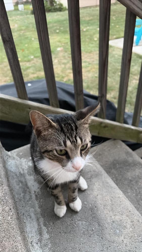 Pepper, Adopted, Young Male Domestic Short Hair.
