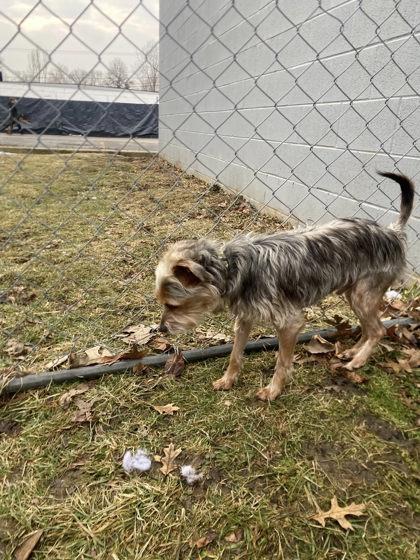 Enlarge Peanut, a Adoptable mixed breed in Hobart, IN image 1/3
