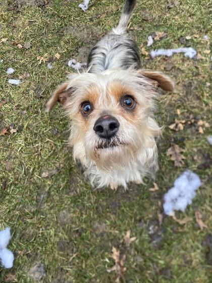 Enlarge Peanut, a Adoptable mixed breed in Hobart, IN image 2/3