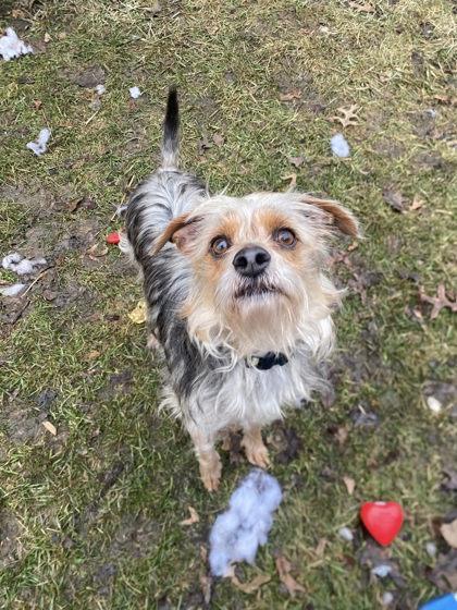 Enlarge Peanut, a Adoptable mixed breed in Hobart, IN image 3/3