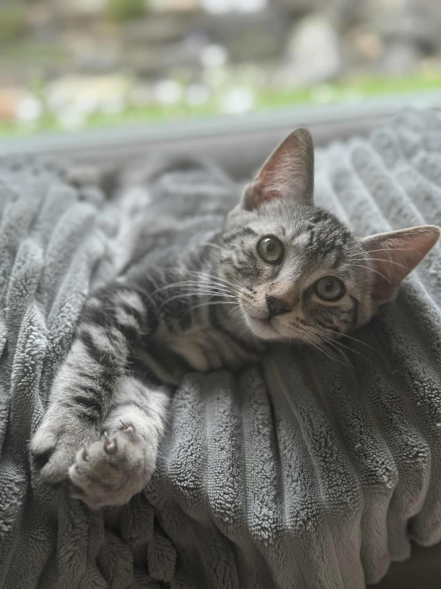 Sir Pounce