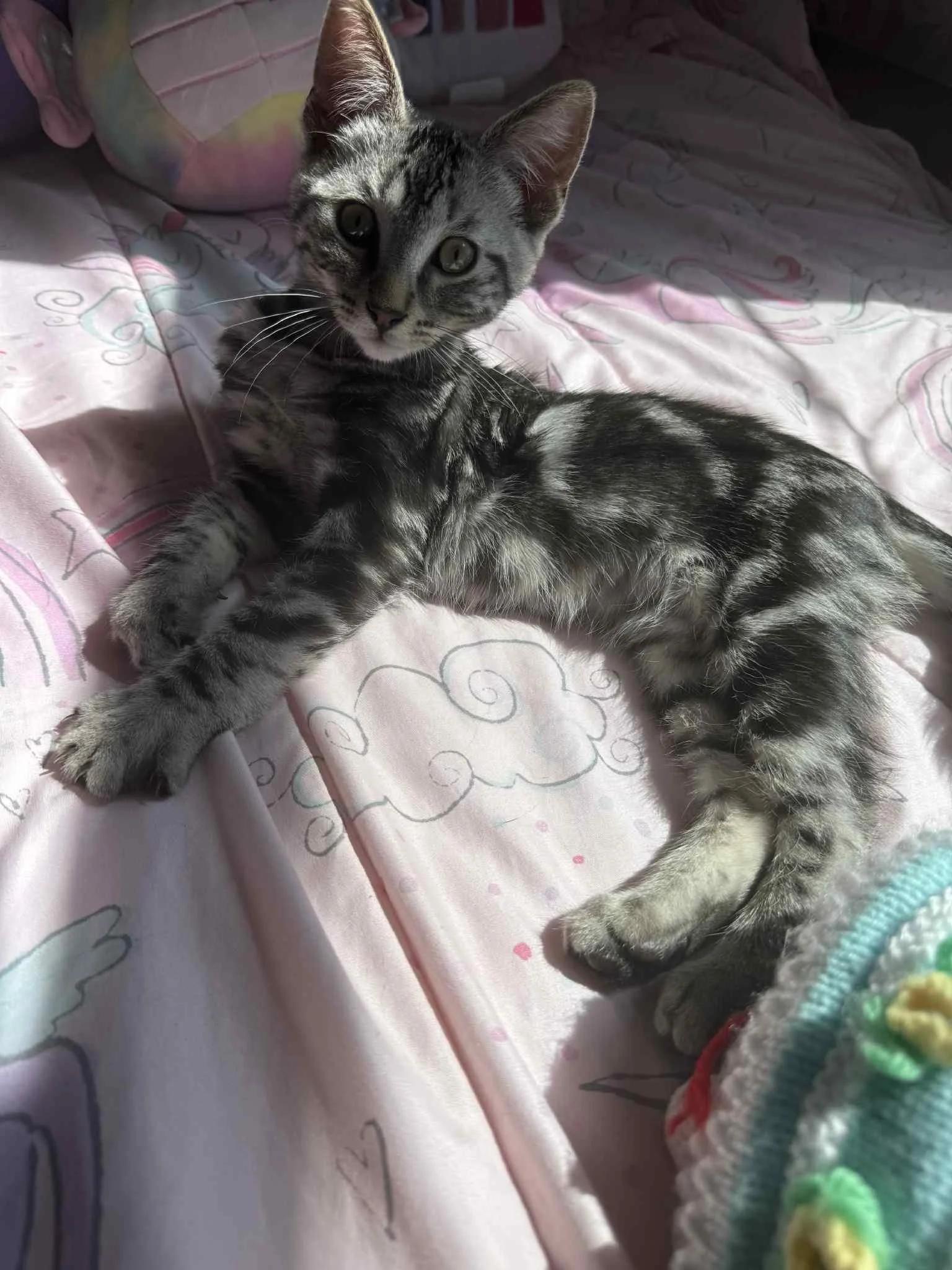 Sir Pounce