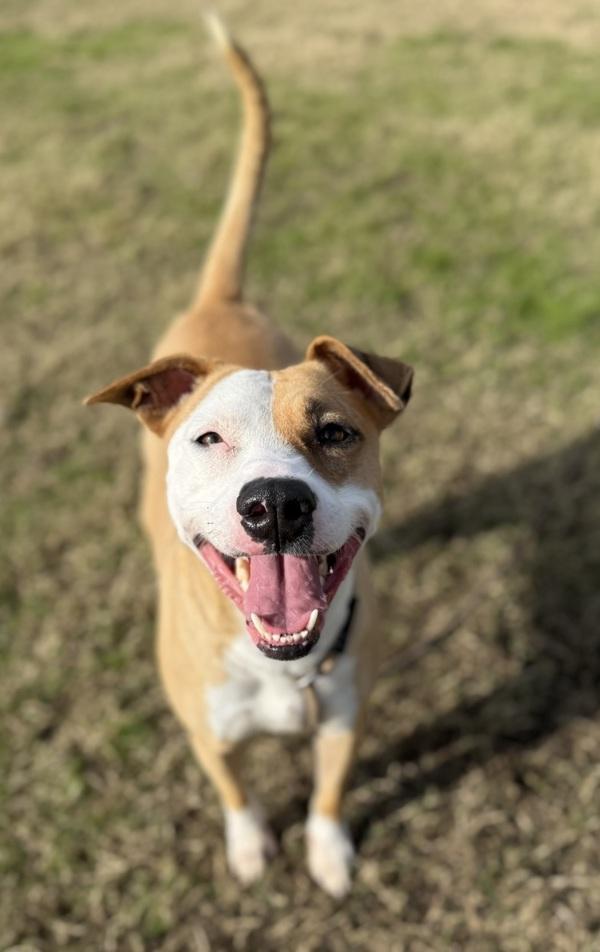 Enlarge Lucille, a Adoptable mixed breed in Tulare, CA image 1/6