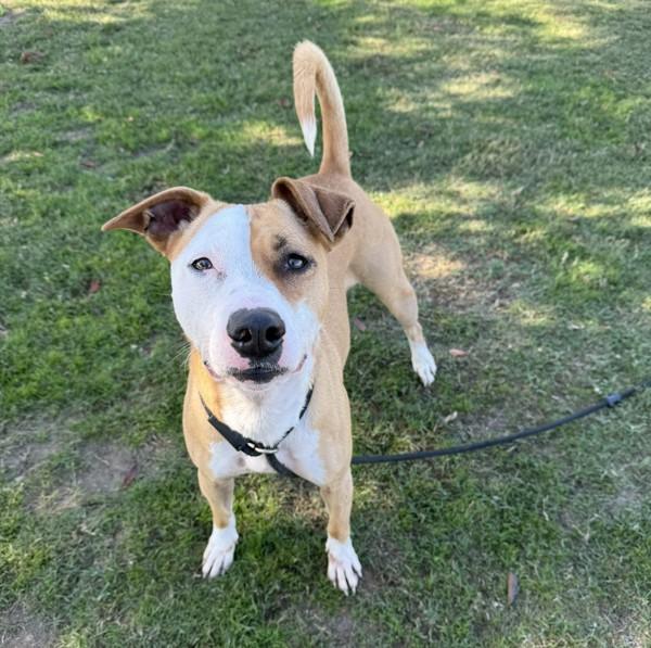 Enlarge Lucille, a Adoptable mixed breed in Tulare, CA image 2/6