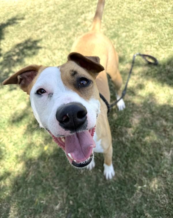 Enlarge Lucille, a Adoptable mixed breed in Tulare, CA image 3/6
