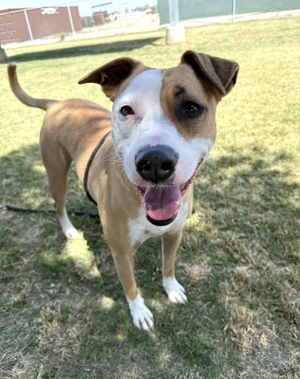 Enlarge Lucille, a Adoptable mixed breed in Tulare, CA image 5/6