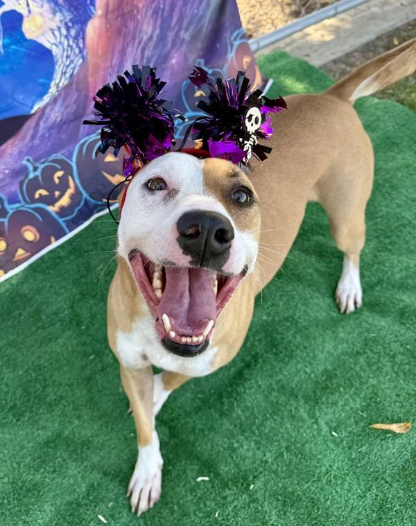 Enlarge Lucille, a Adoptable mixed breed in Tulare, CA image 6/6