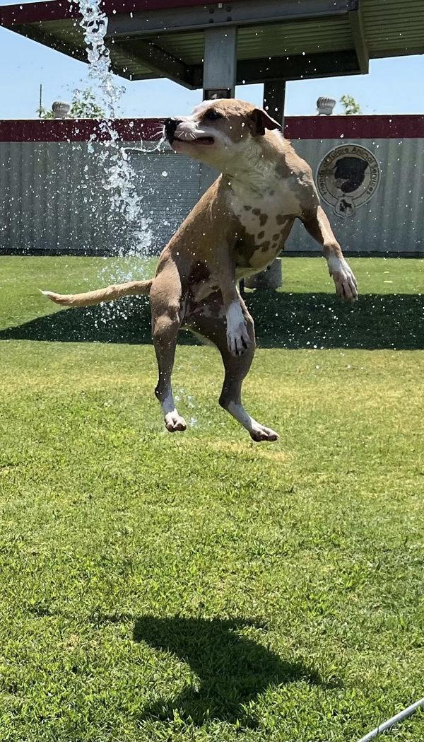 Enlarge Lucille, a Adoptable mixed breed in Tulare, CA image 6/6