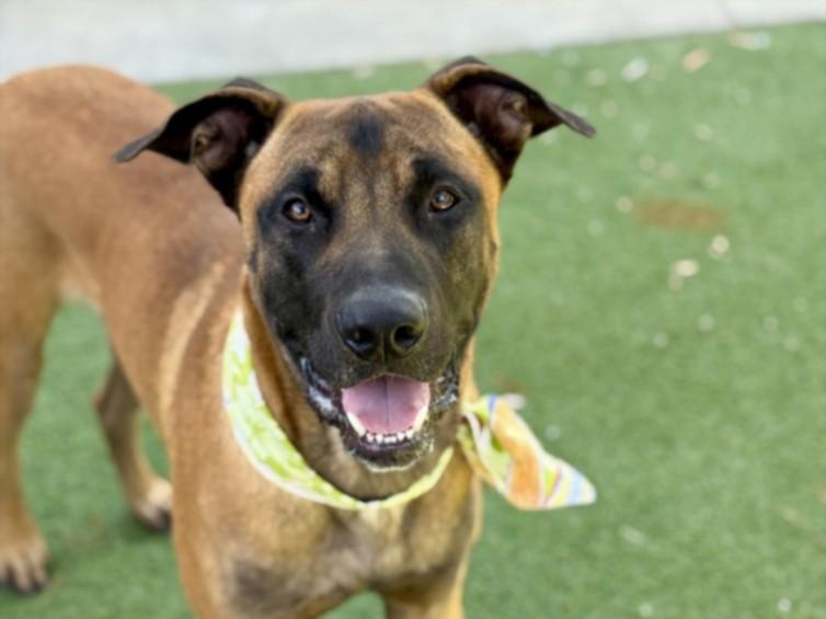 Enlarge DEPUTY, a Adoptable Mastiff in San Pedro, CA image 1/1